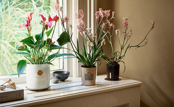 Former candle jars reused as stylish plant pots, holding blooming indoor plants on a bright windowsill.